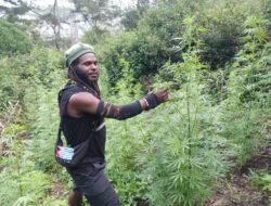 Update Kontak Tembak di Wamena: Satu KKB Tewas Bernama Pionus Gwijangge, Ganja Disita