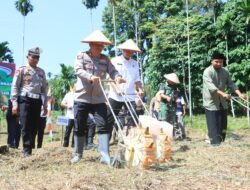 Polres Aceh Utara Tanam Jagung Dalam Rangka Dukung Swasembada Pangan
