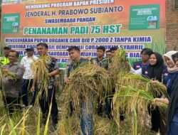 Mahasiswa KKN IAIN Langsa Ikut Serta Panen Padi 75 HST dengan Menggunakan Pupuk Organik Cair BIO P 2000 Z
