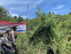 Polres Aceh Besar Musnahkan Ladang Ganja Di Pegunungan Ie Su’um Kecamatan Mesjid Raya, 1 (Satu) Orang Di Tangkap