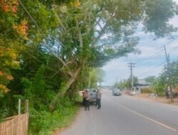 Satlantas Polres Aceh Utara Tindaklanjuti Aduan Warga, Tinjau Pohon Miring di Lhoksukon