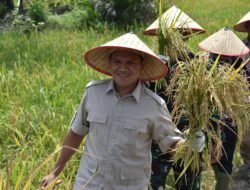 Panen Cepat Berkat Pupuk P 2000 Z, Wagub Fadhlullah Dorong Replikasi ke Daerah Lain