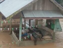 Banjir Pante Bidari, Warga Bertahan Lapar