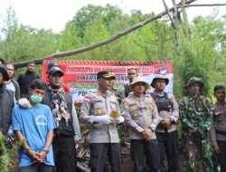 Polres Aceh Besar Melaksanakan Pemusnahan Ladang Ganja Di Pegunungan Desa Panca Lembah Seulawah, 1 (Satu) Orang Di Tangkap