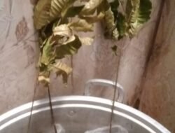 Facebook Jadi Umpan, WhatsApp Jadi Transaksi, Kurir Resmi Jadi Tameng Penipuan