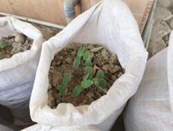 Bibit Sudah Tumbuh di Atas Lumpur Sisa Banjir, Kapolda Aceh Wujudkan Ketahanan Pangan Warga Aceh Tamiang