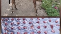 Di Tengah Anggaran Rp70 Miliar Lebih, Warga Korban Banjir Aceh Timur Hanya Terima Segenggam Daging Meugang