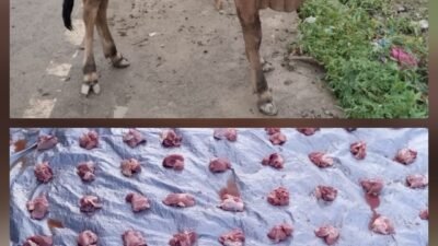 Di Tengah Anggaran Rp70 Miliar Lebih, Warga Korban Banjir Aceh Timur Hanya Terima Segenggam Daging Meugang