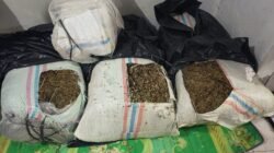 Polda Aceh Tangkap 50 Kg Ganja di Bireuen, Satu Terduga Pelaku Diamankan