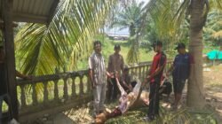 Bantuan Sapi dari Wagub Aceh Hadirkan Kebahagiaan di Pengungsian LangkahanWarga Pengungsi Banjir Langkahan Terharu, Impian Sederhana Berbuka dengan Daging Akhirnya Terwujud