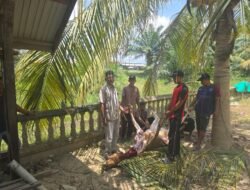 Bantuan Sapi dari Wagub Aceh Hadirkan Kebahagiaan di Pengungsian LangkahanWarga Pengungsi Banjir Langkahan Terharu, Impian Sederhana Berbuka dengan Daging Akhirnya Terwujud