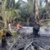 Kebakaran Hanguskan 2 Hektar Lahan Di Montasik Aceh Besar