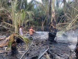 Kebakaran Hanguskan 2 Hektar Lahan Di Montasik Aceh Besar