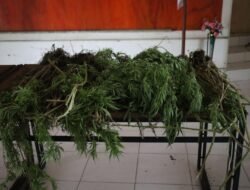 Tim Gabungan Satgas Damai Cartenz, Polres Pegunungan Bintang dan TNI Temukan Ladang Ganja dalam Patroli Taktis