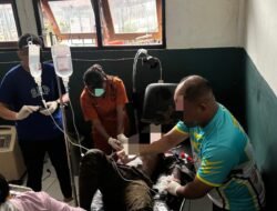 Sempat Melawan Petugas, Satu Anggota KKB Puncak Jaya Berhasil Dilumpuhkan Satgas Ops Damai Cartenz