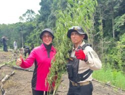 Kapolda Aceh Turun Langsung Musnahkan Ladang Ganja di Lampanah