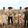 Dukung Ketahanan Pangan Nasional, Polres Aceh Besar Gelar Panen Raya Jagung Serentak Kuartal II Tahun 2026