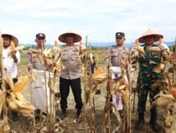 Dukung Ketahanan Pangan Nasional, Polres Aceh Besar Gelar Panen Raya Jagung Serentak Kuartal II Tahun 2026