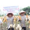 Kapolda Aceh Hadiri Panen Raya Jagung Serentak Kuartal II dan Salurkan Bibit Jagung kepada Kelompok Tani di Aceh Singkil