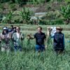 Satgas Pangan Polri Perkuat Swasembada Bawang Putih, Lahan Tanam di Sembalun Capai 534 Hektare