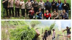 Operasi Antik Seulawah II Tahun 2026, Polres Aceh Besar Musnahkan 3.500 Batang Ganja Di Perbukitan Desa Pulo