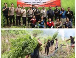 Operasi Antik Seulawah II Tahun 2026, Polres Aceh Besar Musnahkan 3.500 Batang Ganja Di Perbukitan Desa Pulo