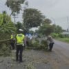 Respon Cepat Pohon Tumbang Ganggu Jalan, Satlantas Polres Aceh Utara Langsung Turun Evakuasi