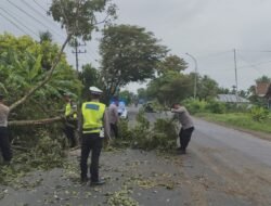 Respon Cepat Pohon Tumbang Ganggu Jalan, Satlantas Polres Aceh Utara Langsung Turun Evakuasi