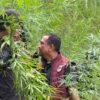 Polda Aceh Berhasil Musnahkan 18 Hektare Ladang Ganja di Aceh Utara