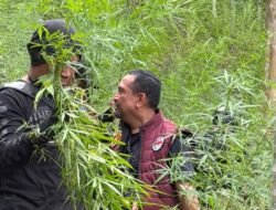 Polda Aceh Berhasil Musnahkan 18 Hektare Ladang Ganja di Aceh Utara